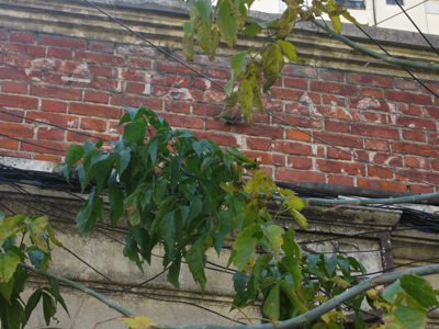 CIAE architecture, Buenos Aires, Almagro, Calle Agrelo