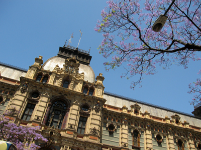 Buenos Aires, jacarandá