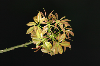 Buenos Aires, palo borracho, Chorisia speciosa