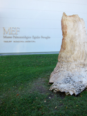 Argentina, Chubut, Trelew, MEF, petrified tree