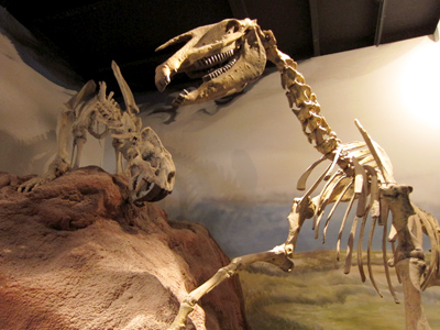 Argentina, Chubut, Trelew, MEF, saber-toothed tiger