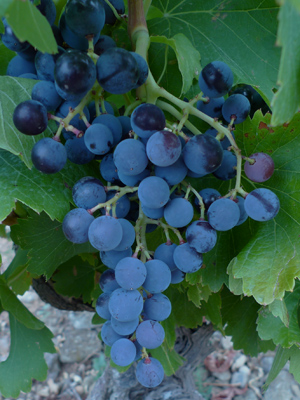 Spain, España, Euskal Herria, Navarra, tempranillo, grapes, uvas