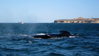 Argentina, Península Valdés, Puerto Pirámide, avistaje, whale, ballena