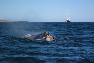 Argentina, Península Valdés, Puerto Pirámide, avistaje, whale, ballena