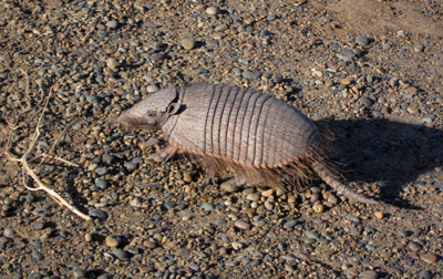 Argentina, Península Valdés, Punta Cantor, armadillo