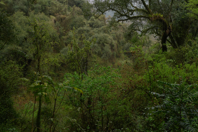 Argentina, Salta, bosque, forest