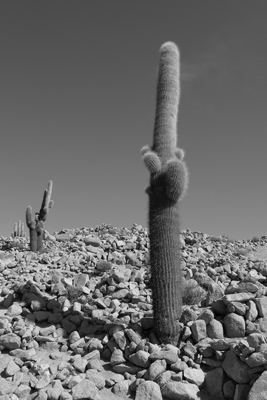 Argentina, Salta, Santa Rosa de Tastil, ruins, cardón, cacti