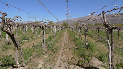 Argentina, Salta, Cafayate, Bodegas El Porvenir de los Andes, vineyard, viñedo