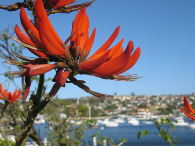 Australia, Sydney, Watsons Bay, coral tree