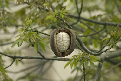 Buenos Aires, palo borracho, Chorisia speciosa