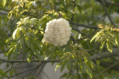 Buenos Aires, palo borracho, Chorisia speciosa