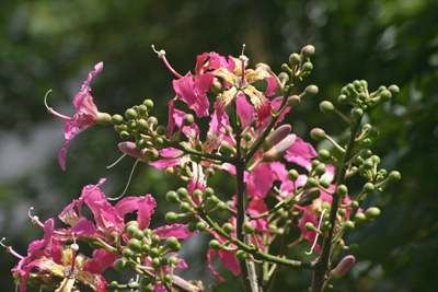 Buenos Aires, palo borracho, Chorisia speciosa