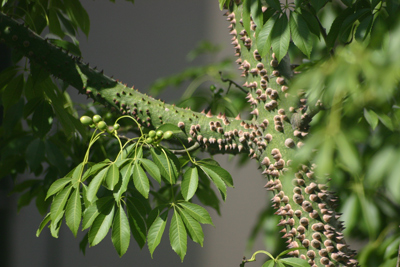 Buenos Aires, palo borracho, Chorisia speciosa