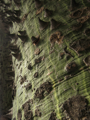 Buenos Aires, palo borracho, Chorisia speciosa