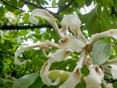 Buenos Aires, palo borracho, Chorisia insignis