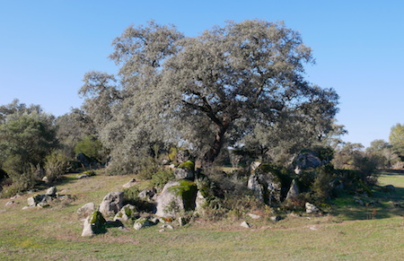 Spain, España, Andalucía, El Pedroso, hiking, trail, oak, encina