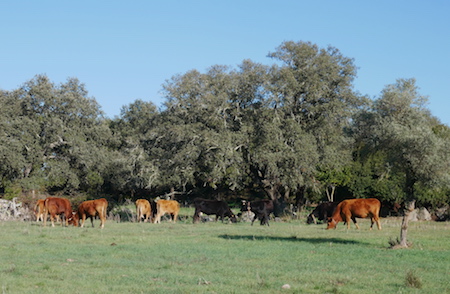 Spain, España, Andalucía, El Pedroso, hiking, trail, cattle