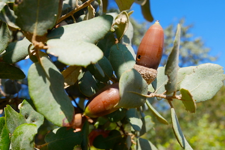 Spain, España, Andalucía, El Pedroso, hiking, trail, acorns, bellotas